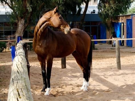 royal club equestre anfa casablanca photos|ROYAL CLUB EQUESTRE ANFA .